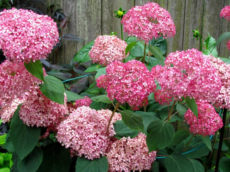 Strawberry Blossom гортензия ярлык бренда