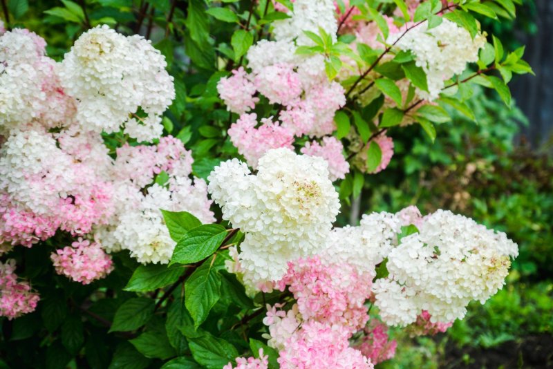 Гортензия метельчатая little Blossom