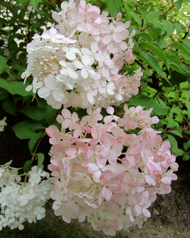 Гортензия метельчатая Pink