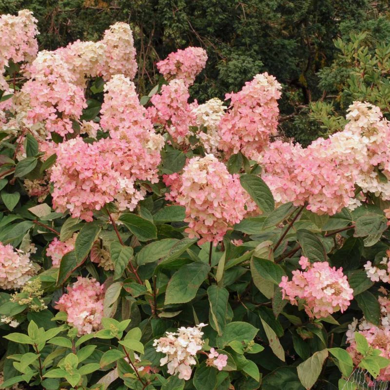 Гортензия метельчатая Strawberry Blossom