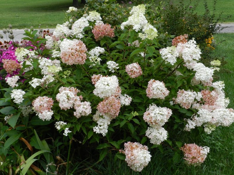 Гортензия метельчатая Долли (Hydrangea paniculata Dolly)