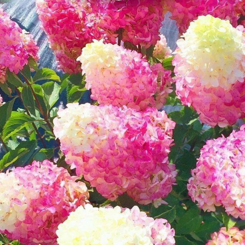 Гортензия метельчатая Fraise Melba