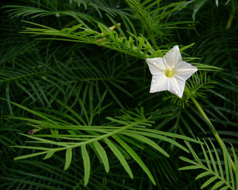 Ипомея Квамоклит Ipomoea quamoclit