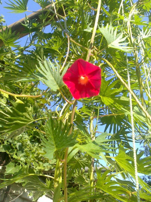 Ипомея Квамоклит Ipomoea quamoclit