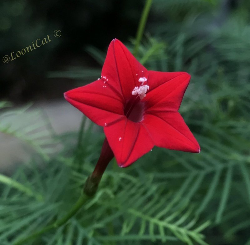 Ipomoea quamoclit 'Pink' (ипомея, Квамоклит)