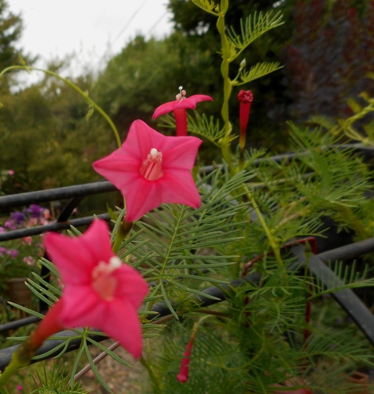Ipomoea quamoclit Mixed (ипомея, Квамоклит)