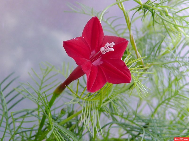 Cypress Vine цветок