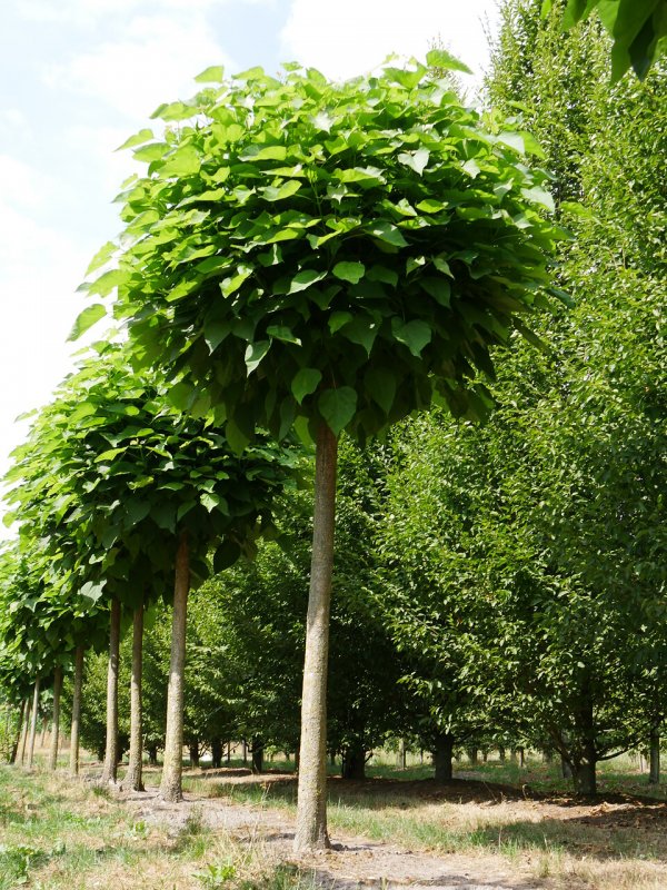 Катальпа бигнониевидная (Catalpa bignonioides)