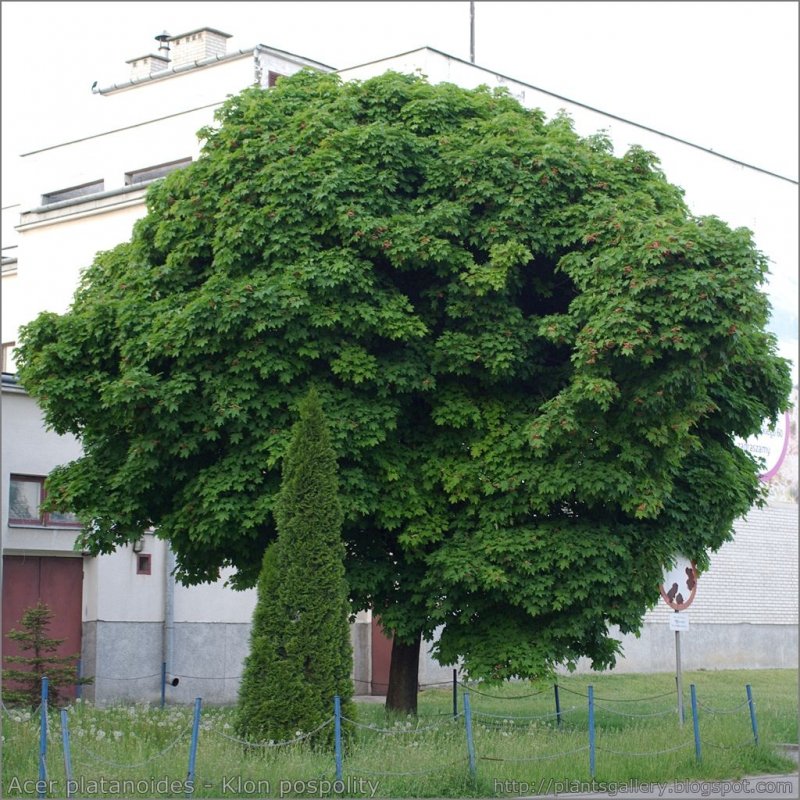 Клен катальпа