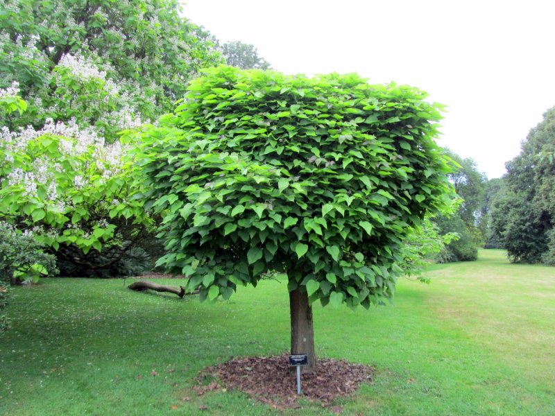 Катальпа бигнониевидная (Catalpa bignonioides)