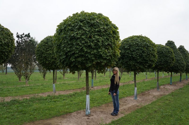 Catalpa BIGN. Nana на штамбе