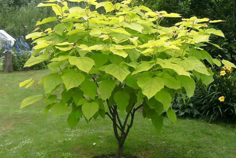 Клен остролистный Acer platanoides globosum