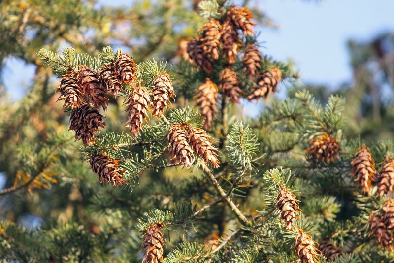 Pseudotsuga menziesii