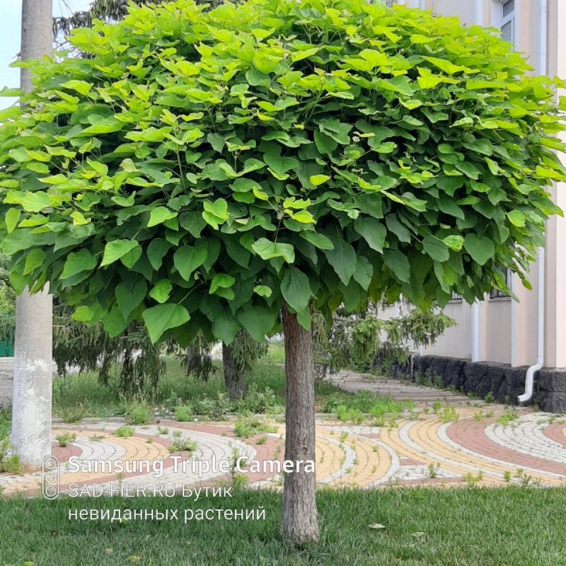 Катальпа Нана дерево