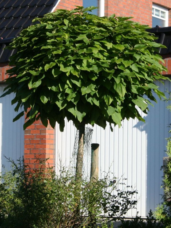 Катальпа бигнониевидная Catalpa bignonioides Бигнониевые