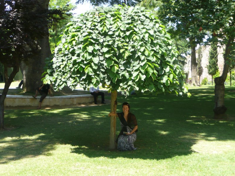 Катальпа бигнониевидная (Catalpa bignonioides)
