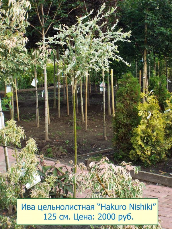 Catalpa bignonioides 'Aurea'