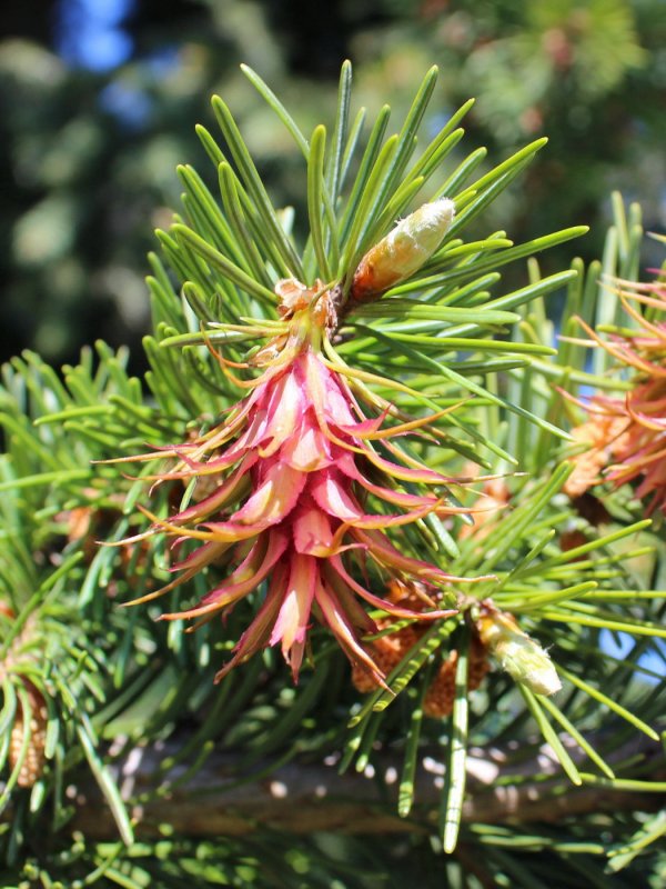 Pseudotsuga menziesii glauca