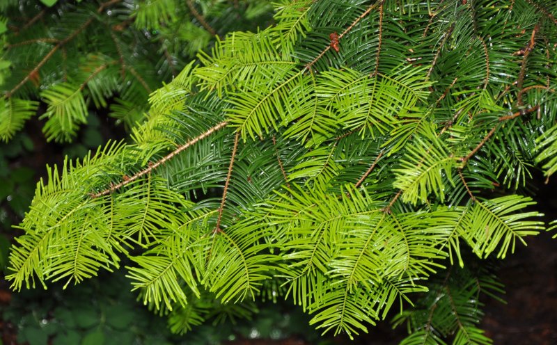 Pseudotsuga menziesii
