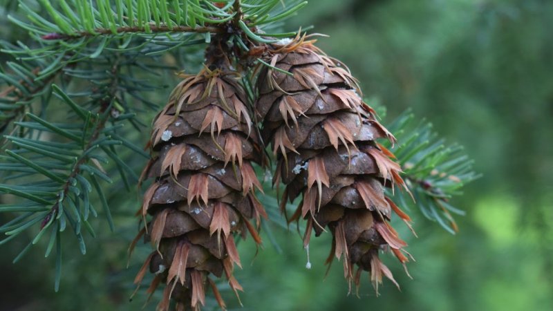 Псевдотсуга Мензиса (Pseudotsuga menziesii)