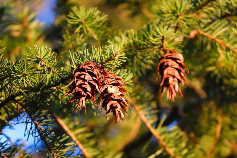 Pseudotsuga menziesii