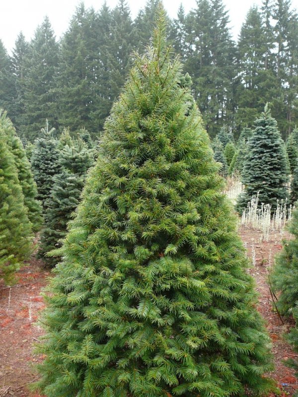 Pseudotsuga menziesii 'Pannenhoef'