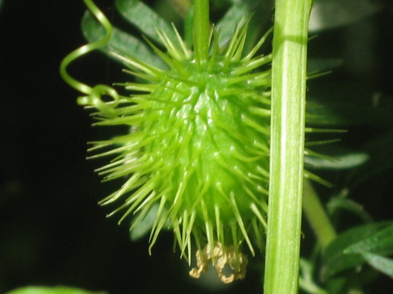 Эхиноцистис лопастный (Echinocystis lobata)