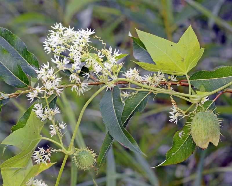Echinocystis lobata фото