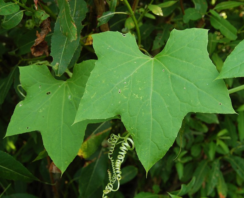 Echinocystis lobata (Michx.) Torr. Et Gray