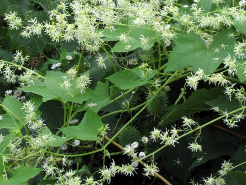 Neurolaena lobata