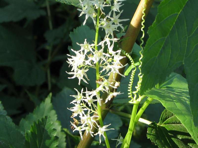 Echinocystis lobata