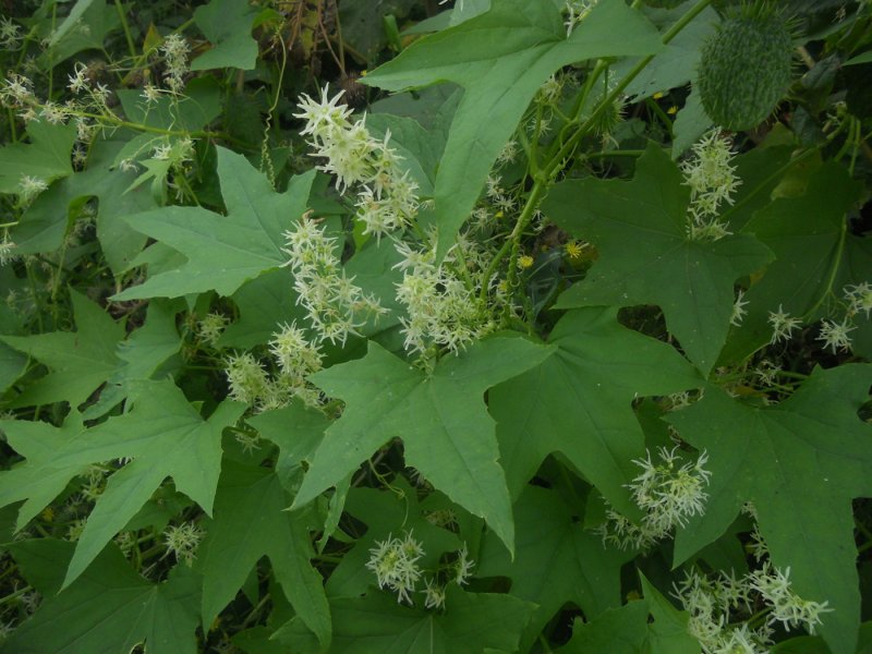 Echinocystis lobata формула