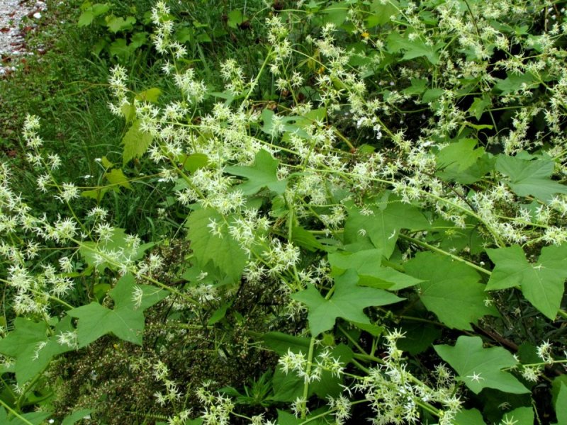 Neurolaena lobata