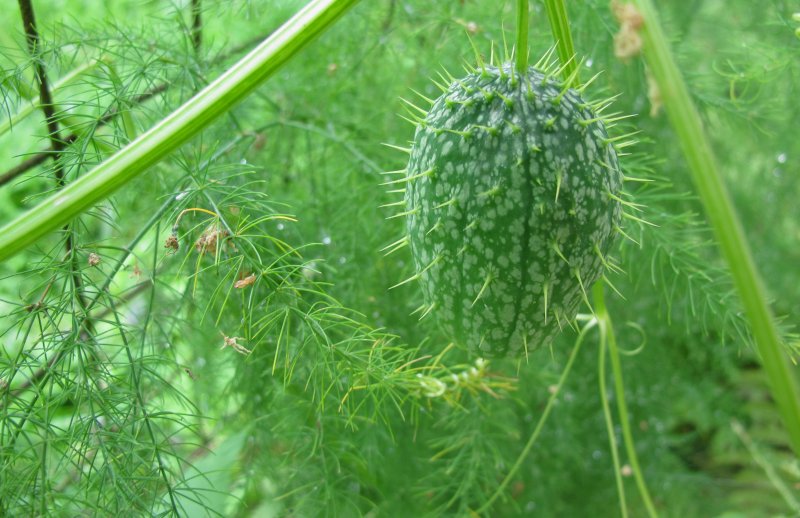 Cucurbitales
