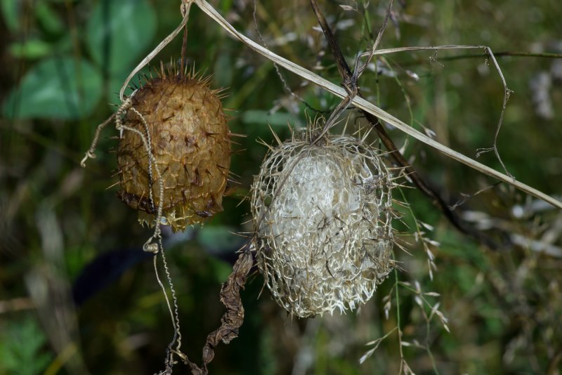 Neurolaena lobata
