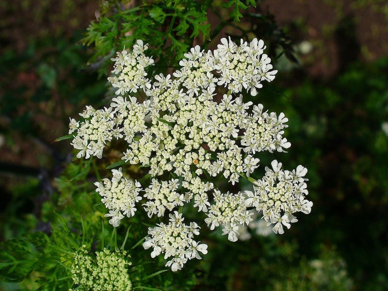 Aethusa cynapium