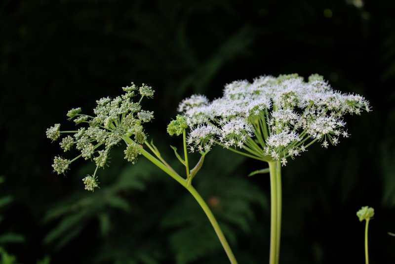 Собачья петрушка (Aethusa cynapium