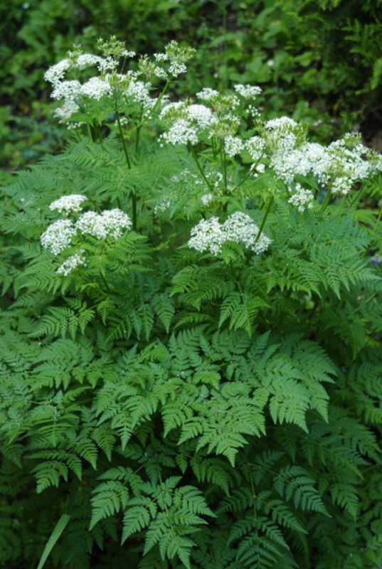 Cicuta maculata околоцветник