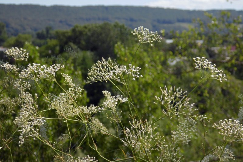 Купырь Лесной Anthriscus Sylvestris