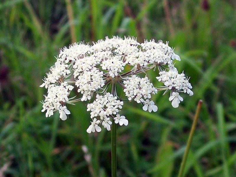 Aethusa cynapium