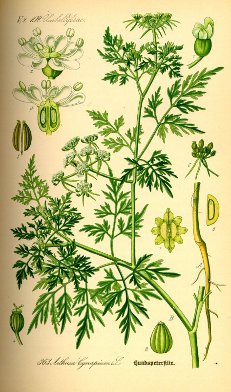 Кокорыш обыкновенный, или собачья петрушка (Aethusa cynapium l.)