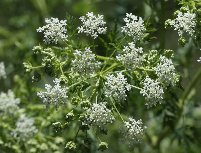 Petroselinum crispum
