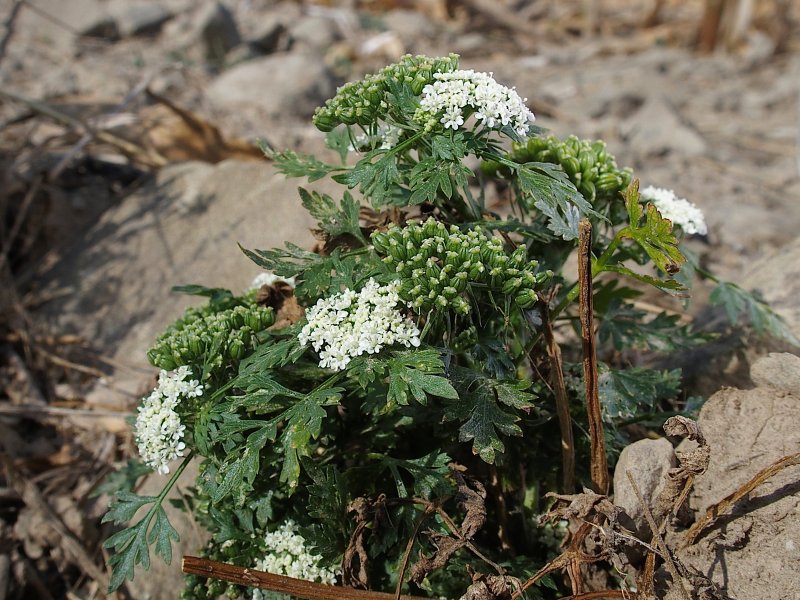 Chaerophyllum aromaticum