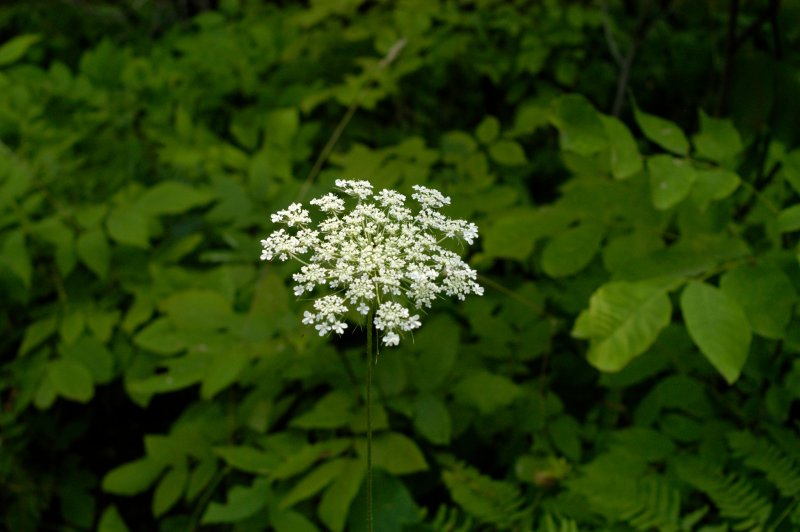 Гомеопатия Aethusa cynapium