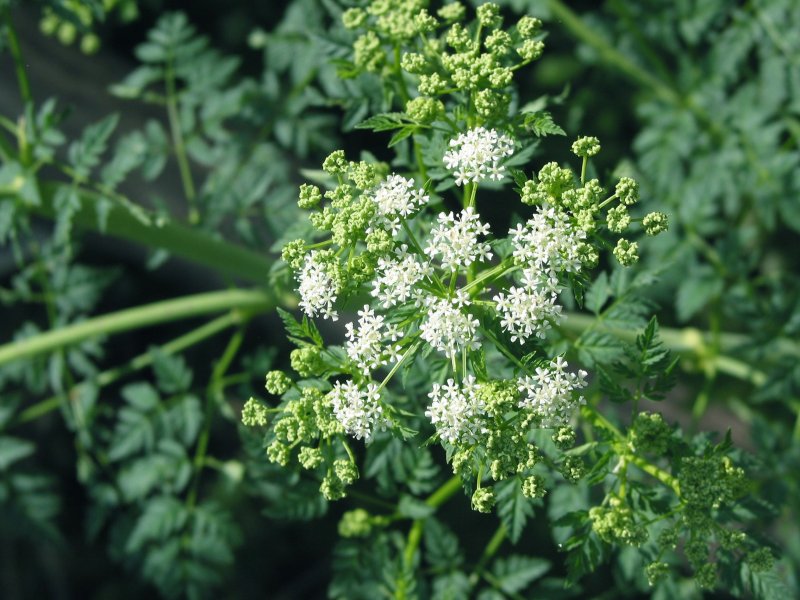 Aethusa cynapium листья