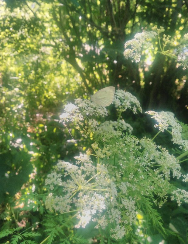 Pastináca Sylvestris