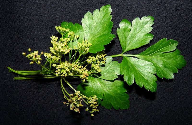 Cow parsley цветок