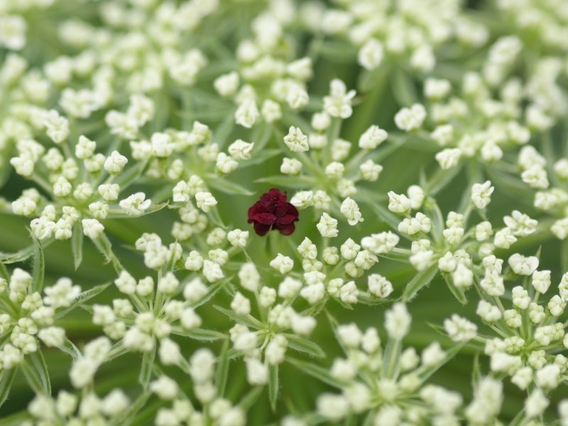 Aethusa cynapium l.