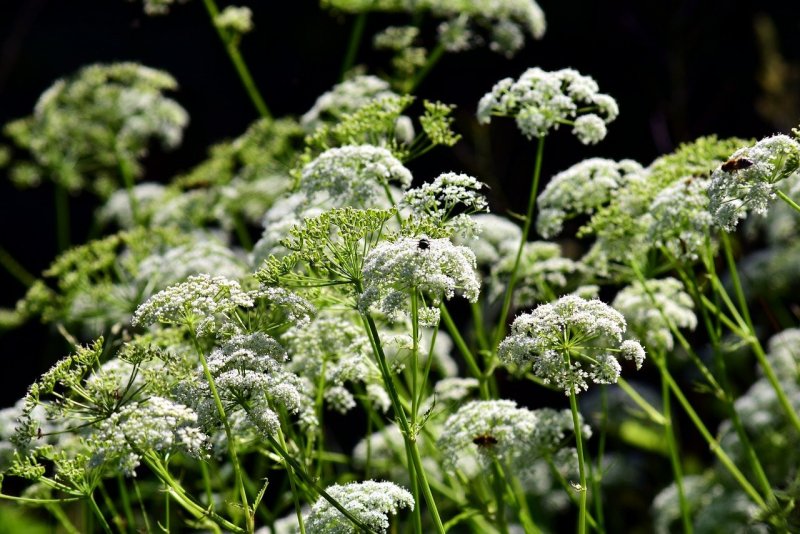 Петру́шка кудря́вая, (лат. Petroselinum crispum)