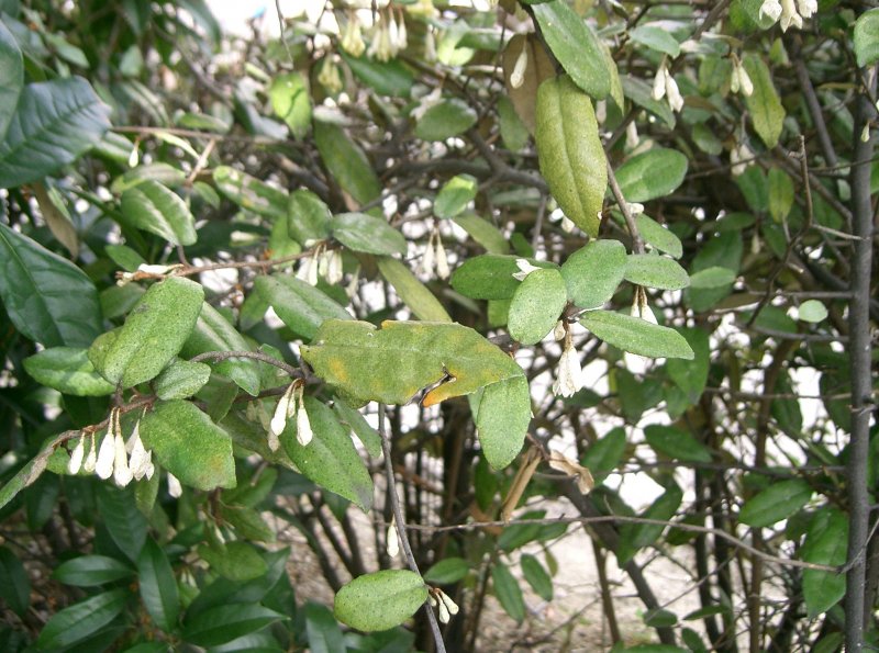 Elaeagnus pungens 'maculata'